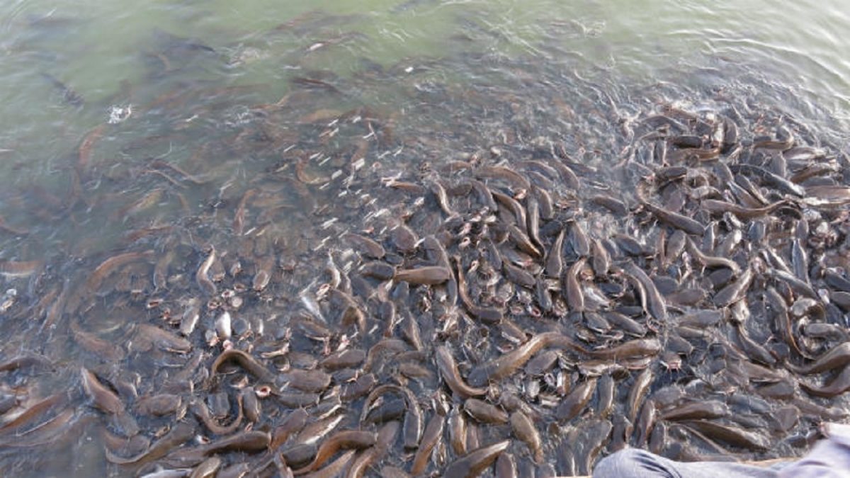 Fish Farming Nigeria ~ Lanre News