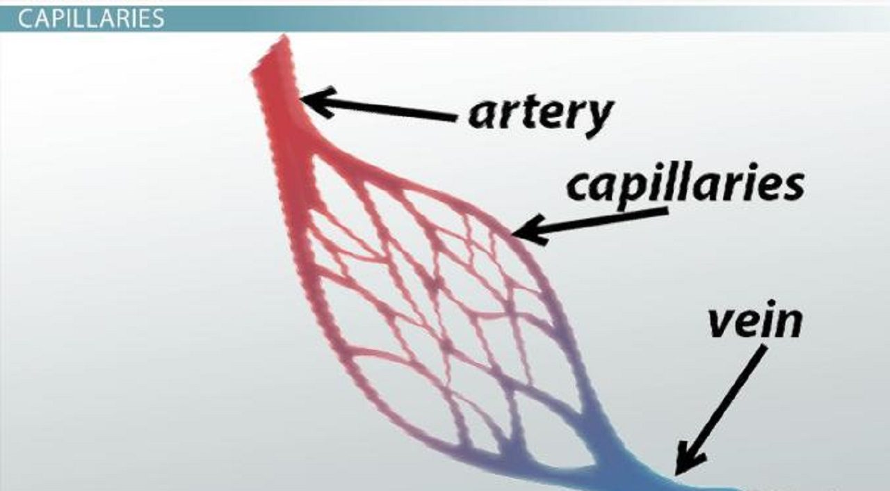Capillary and Artery Difference - Lanre News